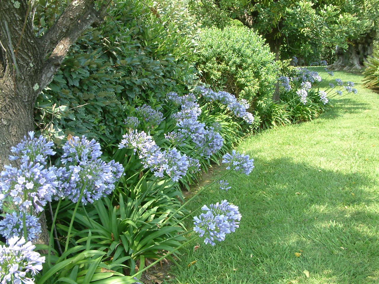 Agapanthe 8